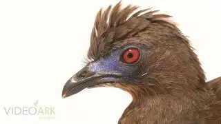 A sickle-winged guan (Chamaepetes goudotii tschudii) at Urku Center in Tarapoto, Peru.