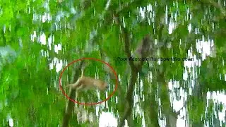 Trillion pity when seeing poor adorable Rainbow falling from the tree like that, Rainbow cry loudly