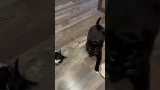 Бандитники всегда провожают и встречают😽 #cat #catshorts #cute #funny #pets #petlovers