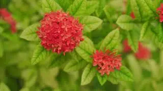 Lluvia Dulce Sobre Flores del Bosque | Ambiente Relajante 4K &ndash; Video Official