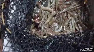 MGA KA ROCK ANG DAMING NAHULING HIPON#TRENDINGVIDEO🦐🦐🦞🦞🦐