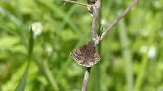 Dingy Skipper (Erynnis tages), Bulgaria