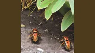 Cicadas Close to the Beach