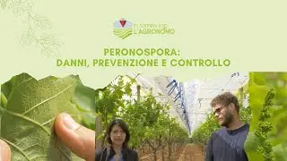 Peronospora: come evitare che compaia nel vigneto?