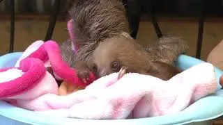 Sloth abandoned or rescued babies