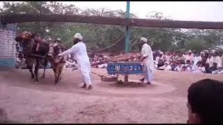 بیساکھی میلہ بگا شیر مظفر گڑھ بیل مالک اشرف خان چانڈیہ Bull Race 282, mela Baga Sher , new Race