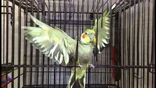 Decoding Your Cockatiel's Behavior: Understanding Wing Flapping
