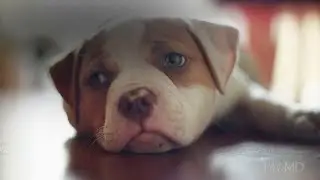 What Your Dog Sees | WebMD