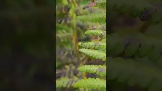 Nemu triangle spider