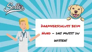 Darmverschluss beim Hund | Symptome & Behandlung