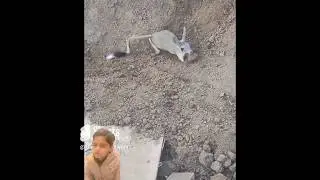 Kangaroo Rat #rat #mouse #viral #ytshorts  #shorts #reacrion