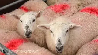 Ram Fair Documentary