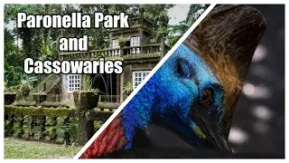 Paronella Park and Wild Cassowaries!