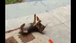 Dog and Butterfly - Puppy and Butterfly Play