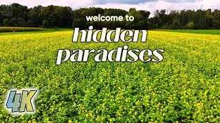 Soothing 4K Aerial Journey Over Blooming Rapeseed Fields &ndash; Relaxing Nature Video with Calming Music