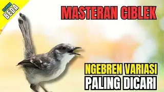 Masteran Ciblek Ngebren Variasi Suara Jernih | Masteran Ciblek Terbaik