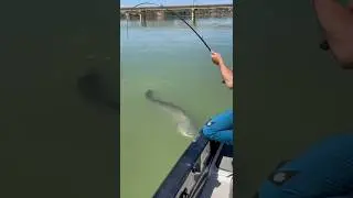 next 😱 giant Catfish 😱 Mega Wels Sommer Rio Ebro Beifang #fishing #fish #angeln #fischen #waller