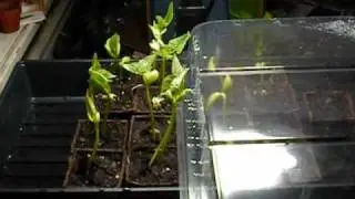 Aero Garden ROCKS! Amazing 4 day germination! May 10, 2009