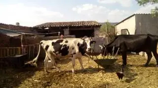 Caminando - Ganja(uhl Ramath cover)