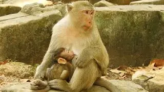Brianna Monkey And Her Baby Baron Sleeping At Noon, Brianna And Baron Daily Life