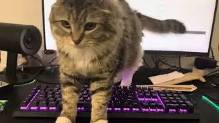 Stop playing computer! #cat