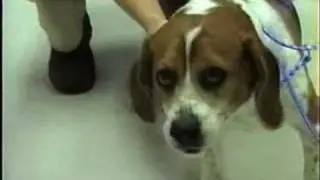 Reverse Sneeze in a dog