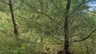 SMART PINE BRANCH PRUNING TECHNIQUES WITH MODERN CHAINSAWS! - Agriculture Tools