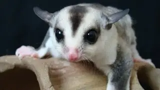 Cutest Baby Sugar Glider! 2017