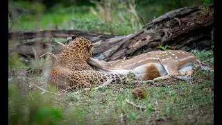 Leopard attack a Spotted Deer &ndash; Yala National Park