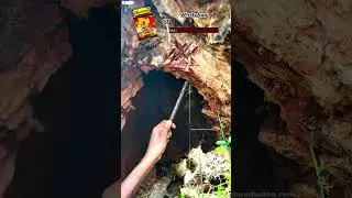 Stingless Bee honey #natureshadow
