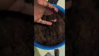 huerta de plantas medicinales