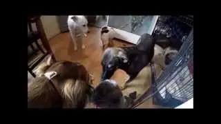Hanny, Teddy and Cooper, three dogs rescued from Romania - Hessas Homeless Hounds
