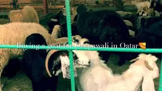 Buying A Goat &ldquo;Khasi&rdquo; For Deepawali 2k19 | Doha| Qatar