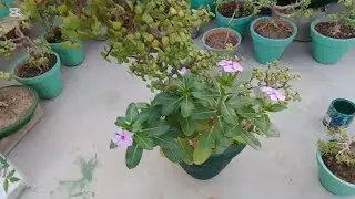 Jade plant and Madagascar periwinkle in one pot (REHMAT FLOWERS)