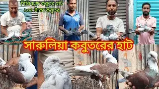 ২৩/১০/২০২৫,সারুলিয়া কবুতরের হাট। আজ রোজ বৃহস্পতিবার।হাটটি প্রতি সপ্তায় সোমবার এবং বৃহস্পতিবার বসে।