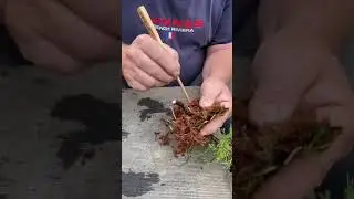 How to create bonsai from air layer #shorts