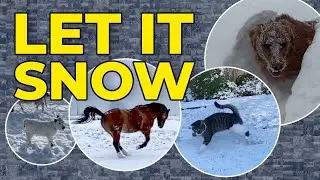 Top 10 Animals Reacting to Snow