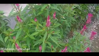Bunga jengger merah atau celosia
