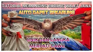 Tutorial Memancing Burung Walet Jawa |Merpati Cawu #tutorial #tutorialmancing
