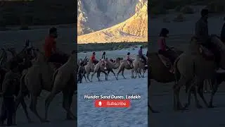 Nubra valley, Ladakh | Sand dunes Diskit | double humped camel ride #colddesert #ladakh #lehladakh