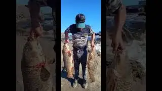 CARPONES DE MAS DE 6 KILOS EN ROQUE P&Eacute;REZ RIO SALADO #pesca #riosalado #carpas #carpfishing