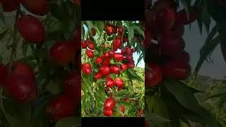 Very beautiful fruit fields