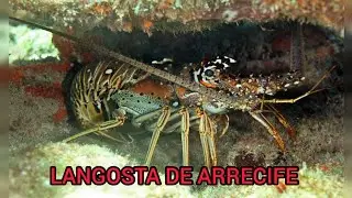PESCANDO LANGOSTA EN ARRECIFE 