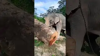elephant pushing the tree 🦣😲#shorts #elephant #youtubeshorts
