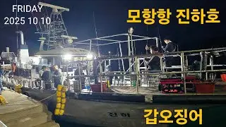 신진도권 모항항 진하호 갑오징어 2일차