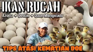 TRICK DOE SEHAT & TELUR BANYAK ❗DARI LIMBAH IKAN RUCAH BEGINI PROSESNYA