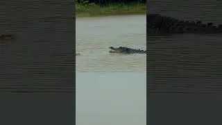 A crocodile bit a fish swimming in the Tonle Sap River near Sre Yai Nuon