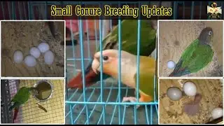 கண்ணூர்க்கு குஞ்சு பொறந்தாச்சு | small conure breeding updates in tamil | @WinNest Birds