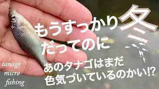 【タナゴ釣り】もうすっかり冬だってのに、あのタナゴはまだ色気づいているのかい？　tanago micro fishing