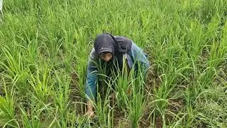 HOW SMART FARMERS REMOVE WEEDS WITHOUT MACHINES – MANUAL RICE FIELD HACKS - Agriculture Farming